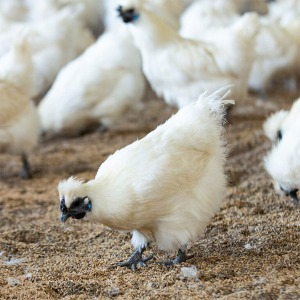 예천 동물복지 유기농 백봉오골계 백숙삼계탕용 생닭 한마리